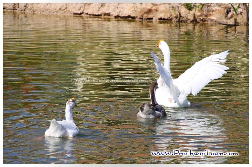 ตลาดน้ำหัวหินสามพันนาม ตลาดน้ำหัวหินสามพันนาม