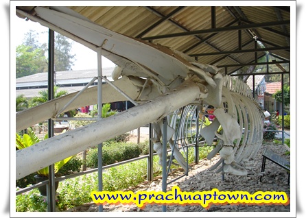 สวนสนประดิพัทธ์ สวนสนประดิพัทธ์