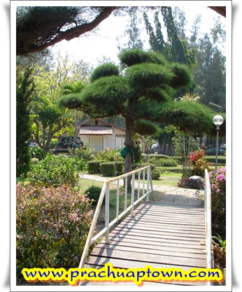 สวนสนประดิพัทธ์ สวนสนประดิพัทธ์