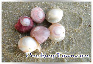 หอยทับทิม