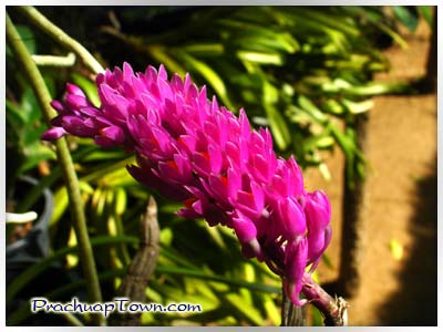 ด่านสิงขร ด่านสิงขร