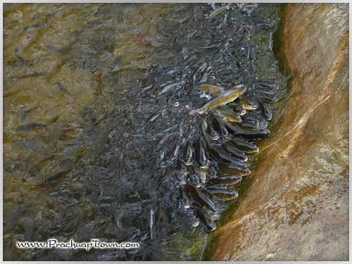 น้ำตกห้วยยาง น้ำตกห้วยยาง